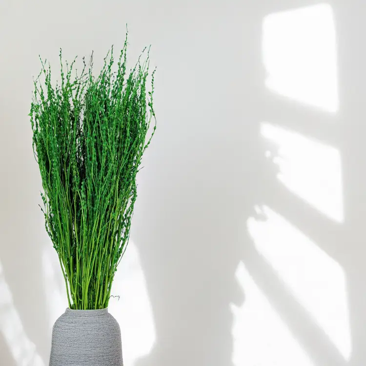 Lepidium Butelkowe Suszone 1.png