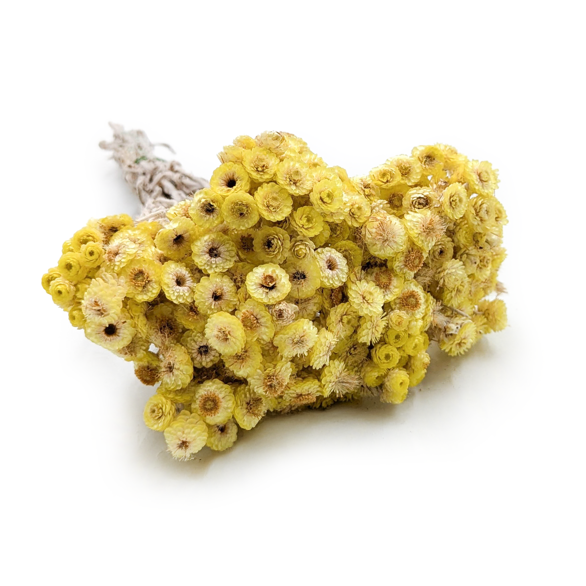 Kocanka suszona włoska - (Helichrysum italicum) - Żółta