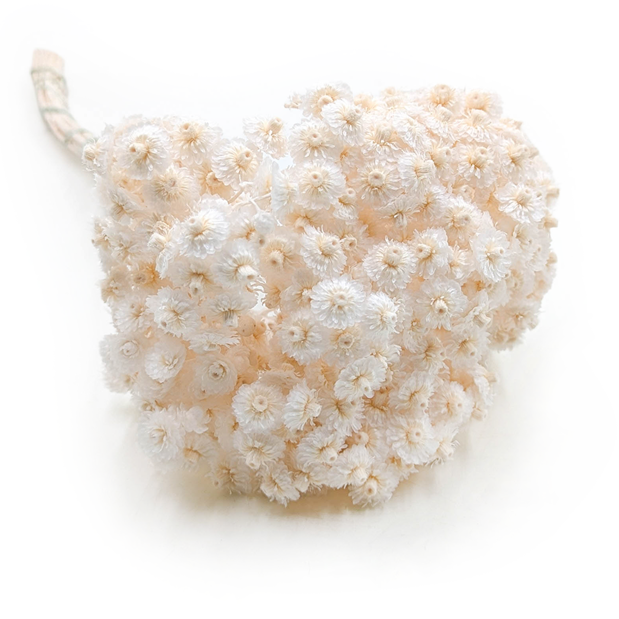 Kocanka suszona włoska - (Helichrysum italicum) - Bielona