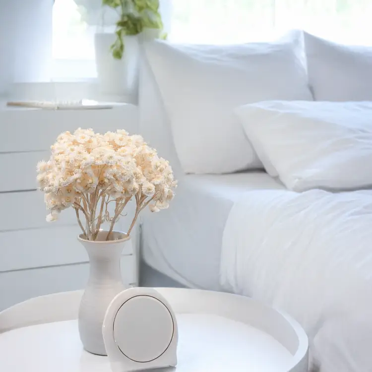 Kocanka włoska biała 6.png