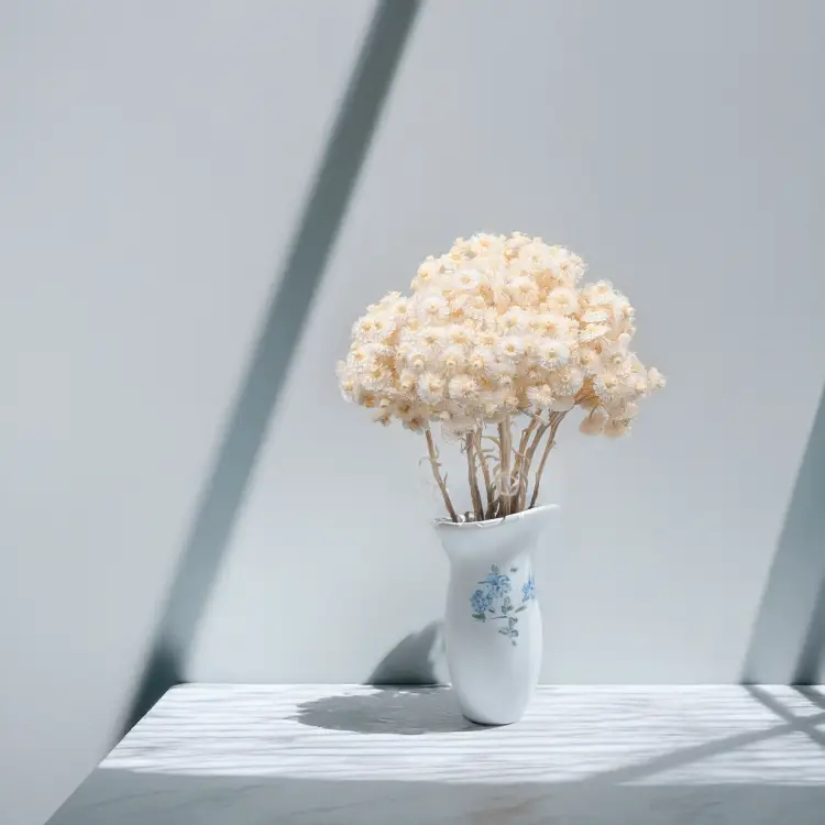 Kocanka włoska biała 5.png