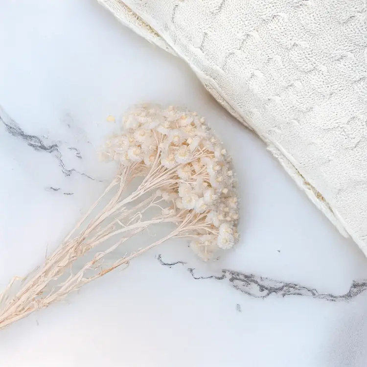 Kocanka włoska biała 4.png