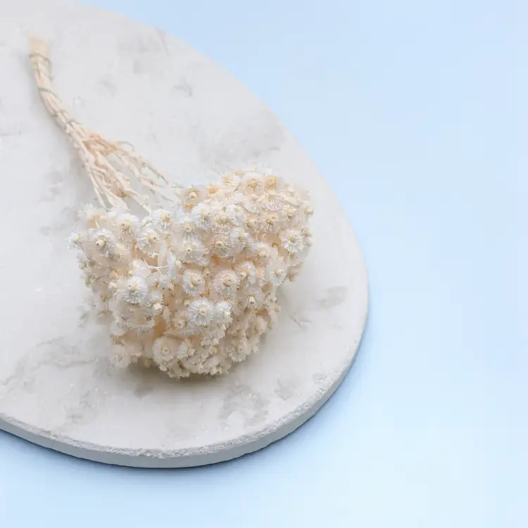 Kocanka włoska biała 2.png