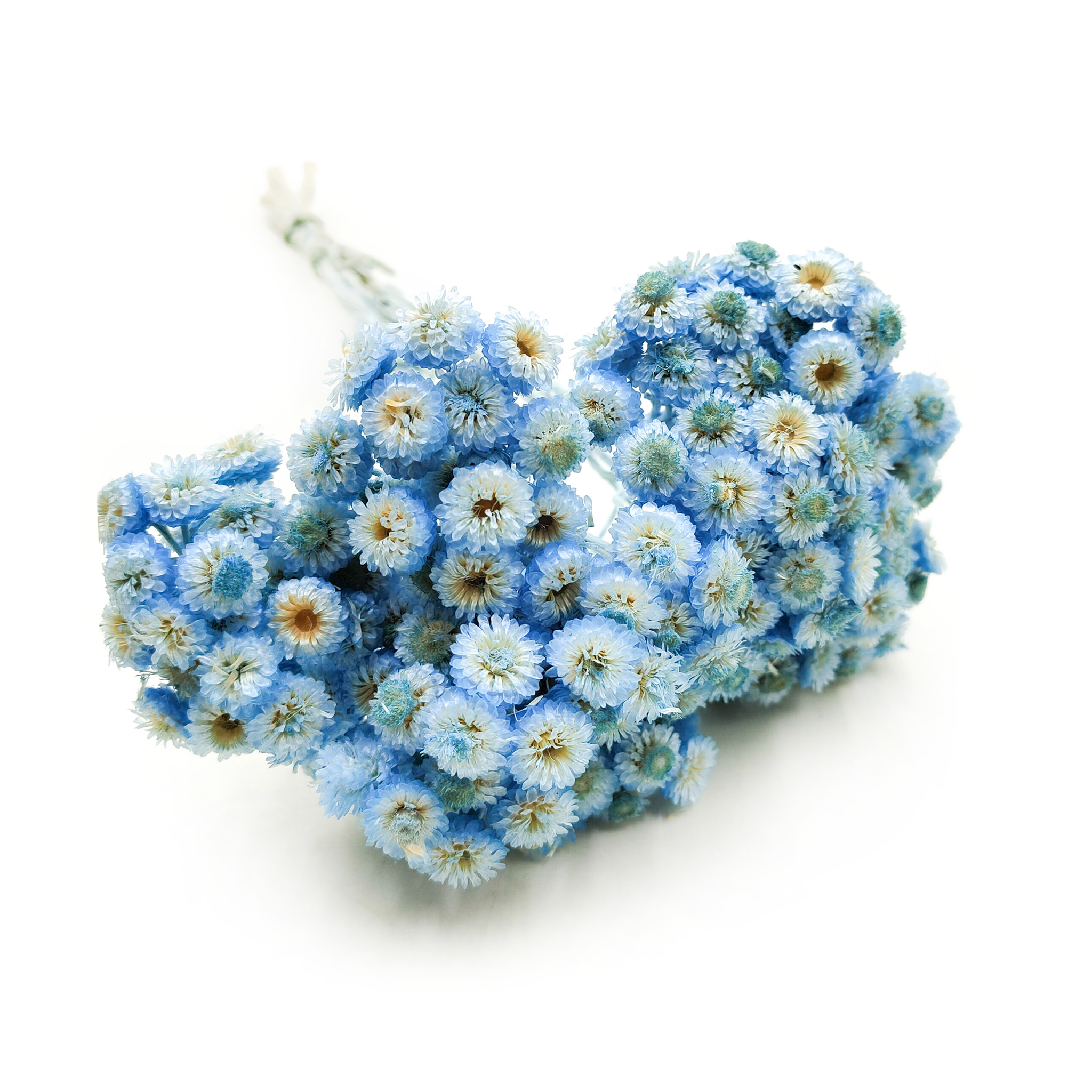 Kocanka suszona włoska - (Helichrysum italicum) - Niebieska