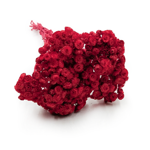 Kocanka włoska suszona czerwona.png