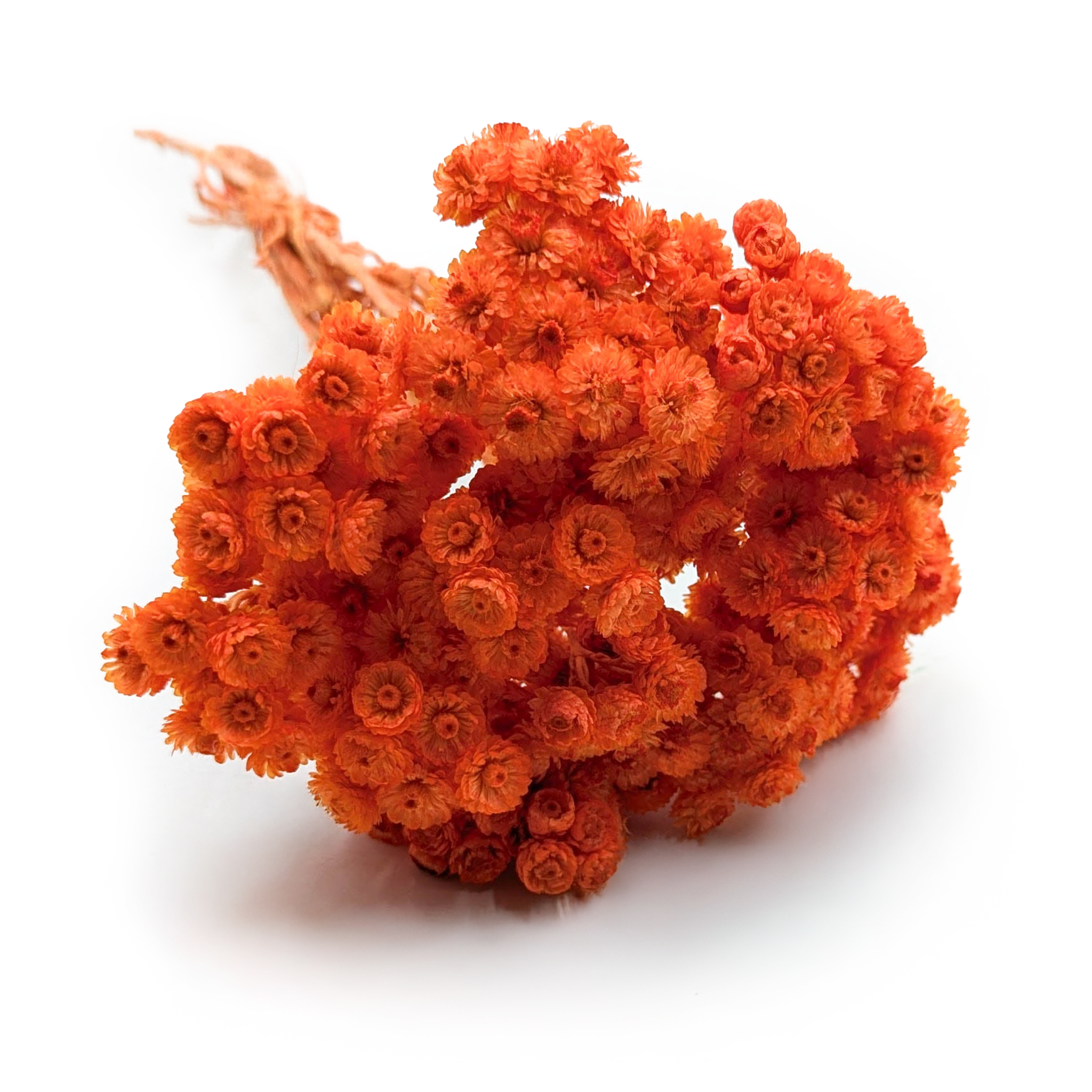 Kocanka suszona włoska - (Helichrysum italicum) - Pomarańczowa