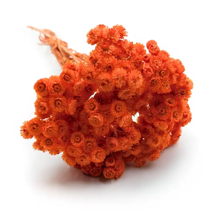 Kocanka włoska suszona pomarańczowa.png