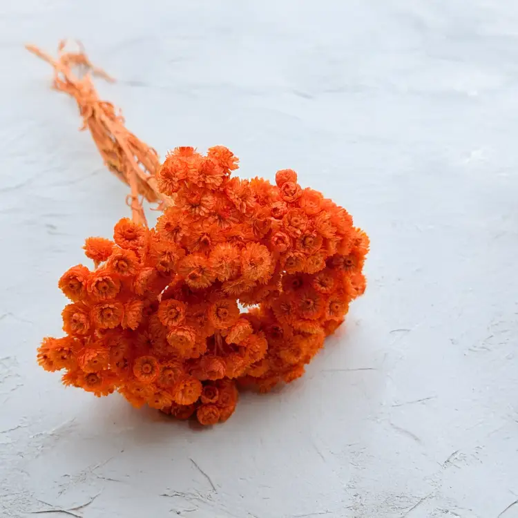 Kocanka włoska pomarańczowa.png