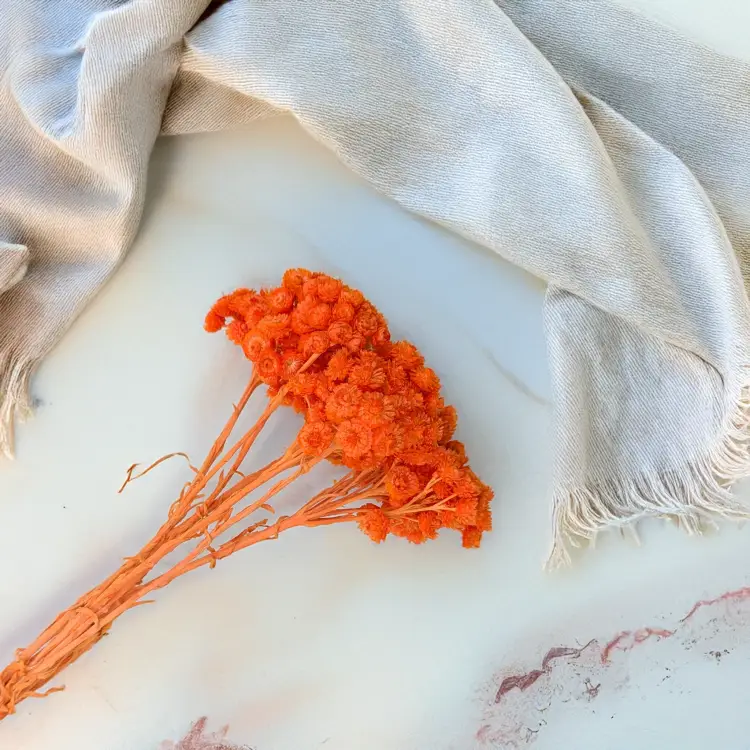 Kocanka włoska pomarańczowa 2.png