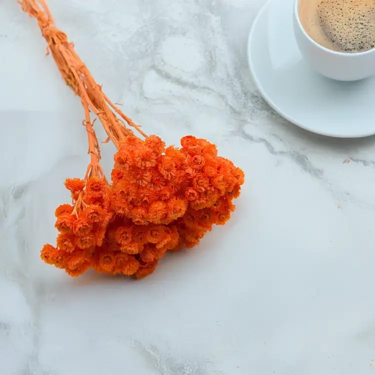 Kocanka włoska pomarańczowa 1.png