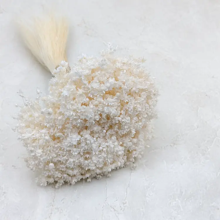 Glixia Marcela bielona.png