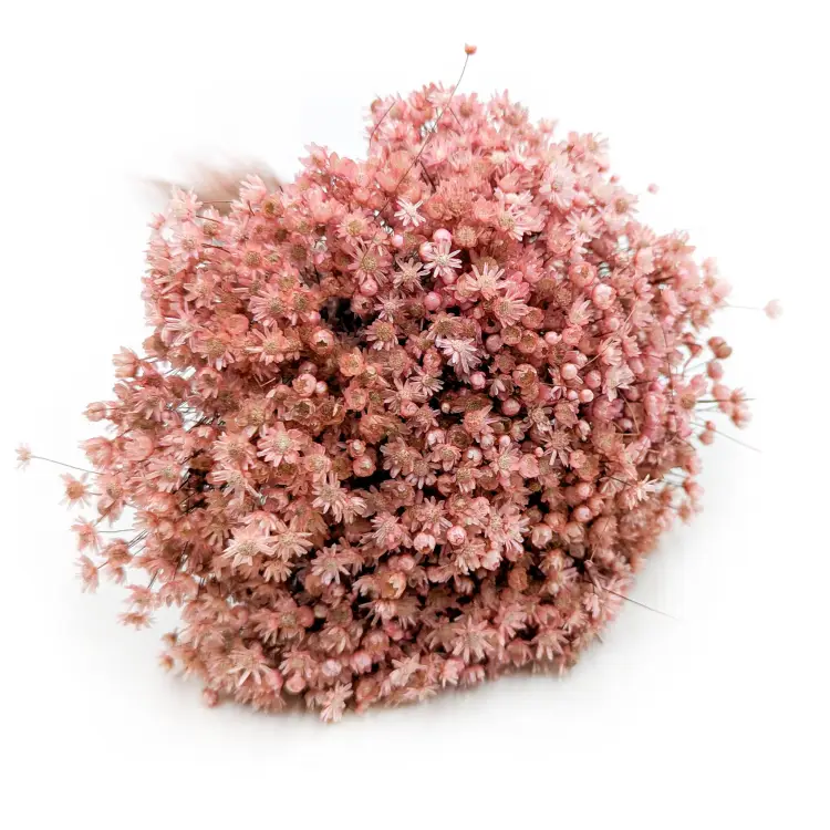 Glixia Marcela Rózowa.png