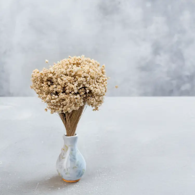 Glixia Marcela naturalna 3.png