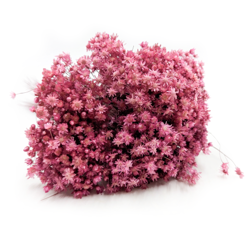 Glixia Marcela Fuksja (1).png