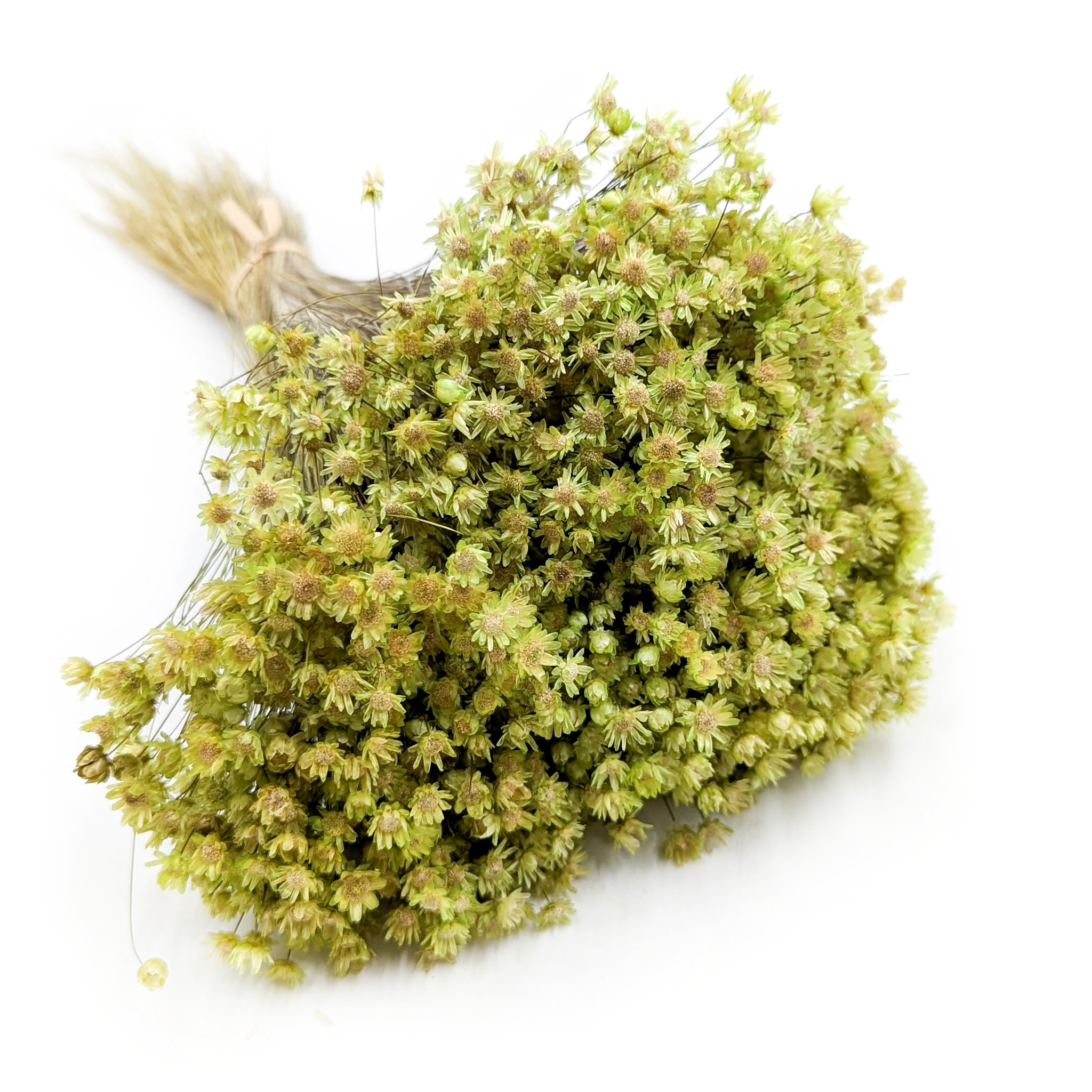 Glixia Suszona - (Gliksja Marcela) - Zielona