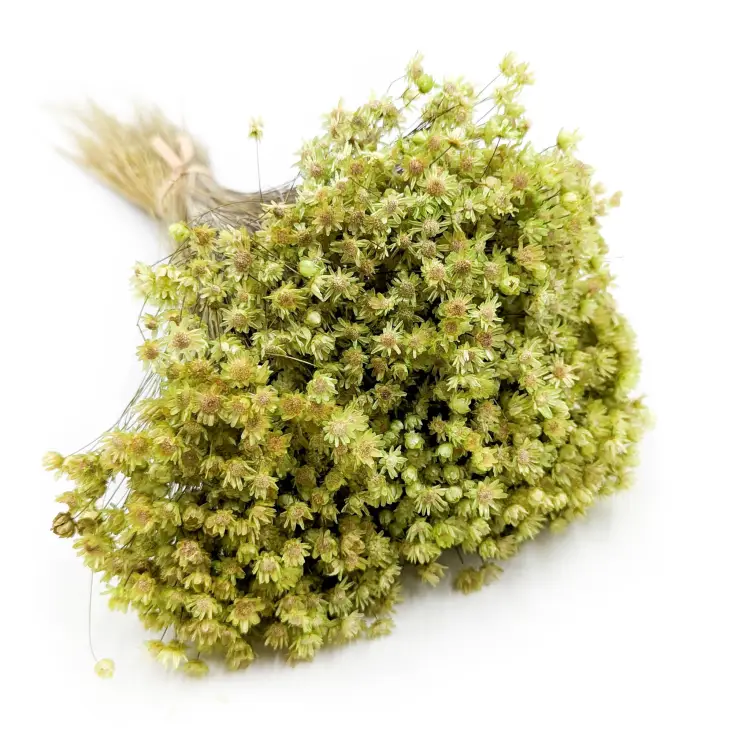 Glixia Marcela Zielona (1).png