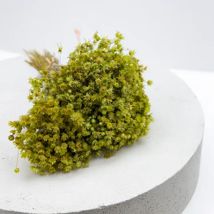 Glixia Marcela zielona.png