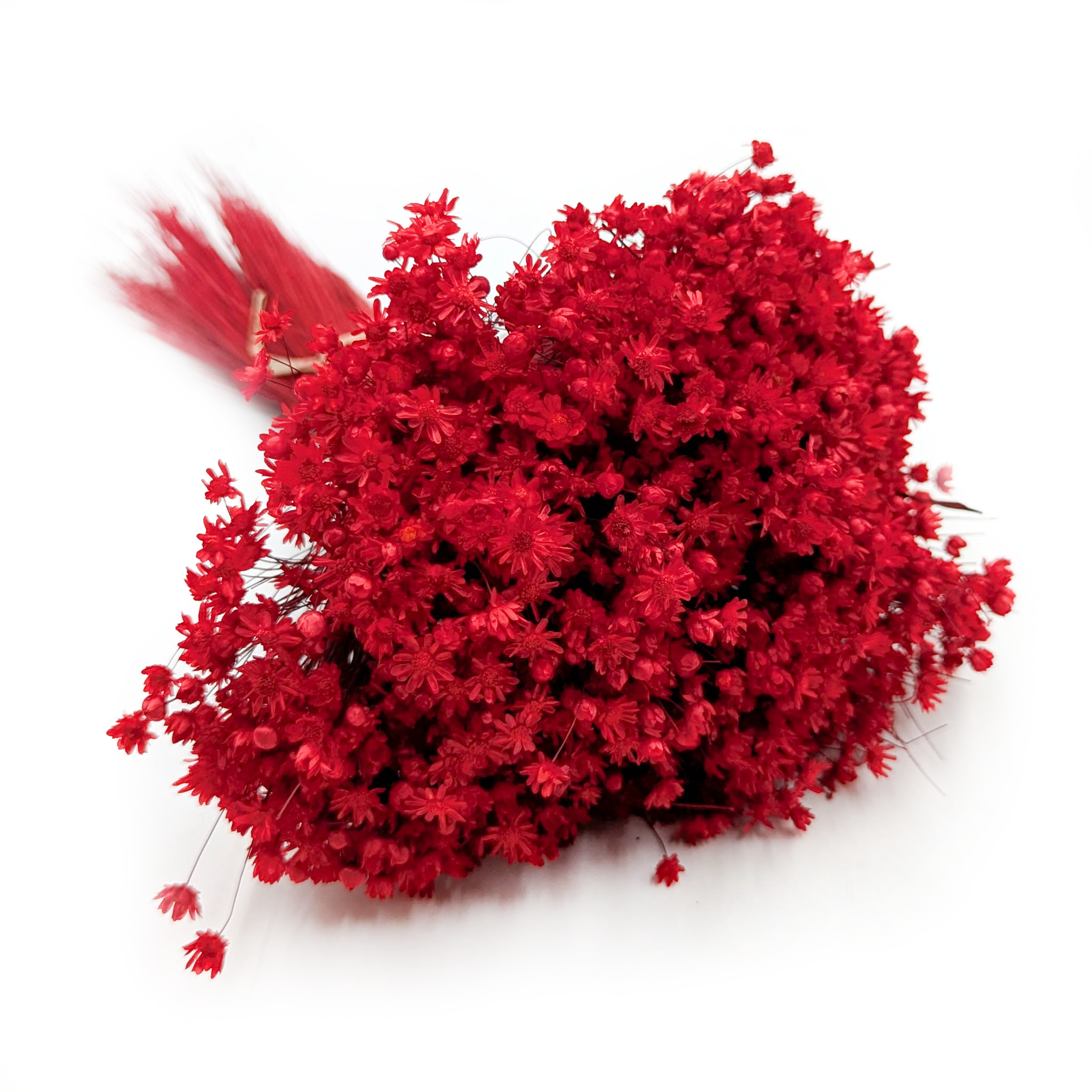 Glixia Suszona - (Gliksja Marcela) - Czerwona