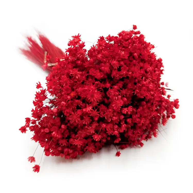 Glixia Marcela Czerwona (1).png