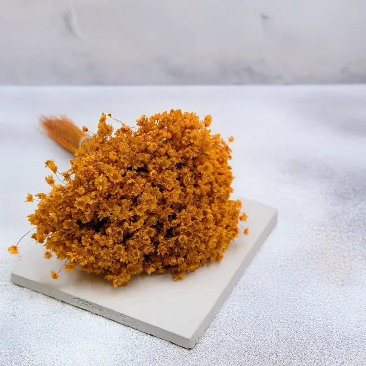 Glixia Marcela pomarańczowa.png