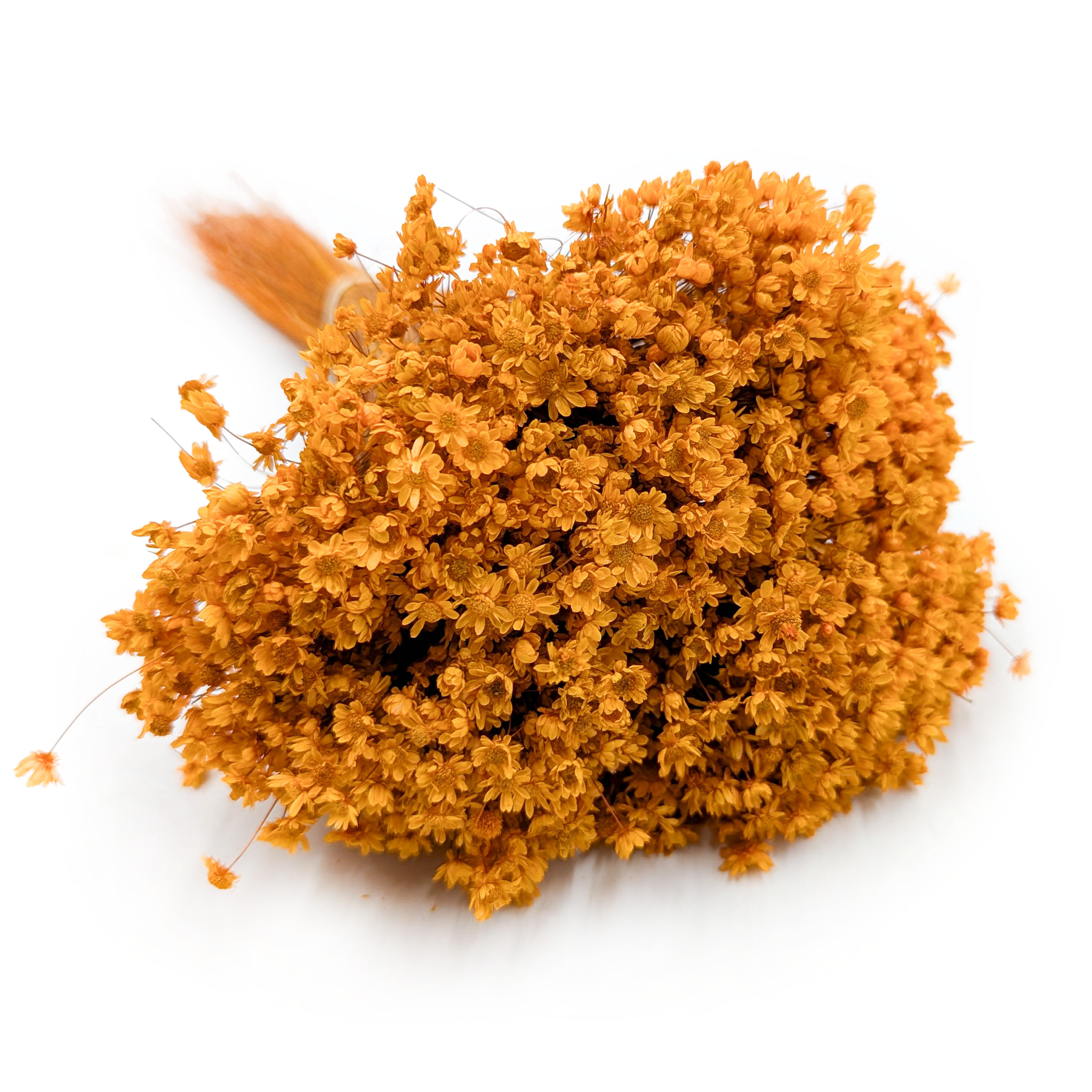 Glixia Suszona - (Gliksja Marcela) - Pomarańczowa