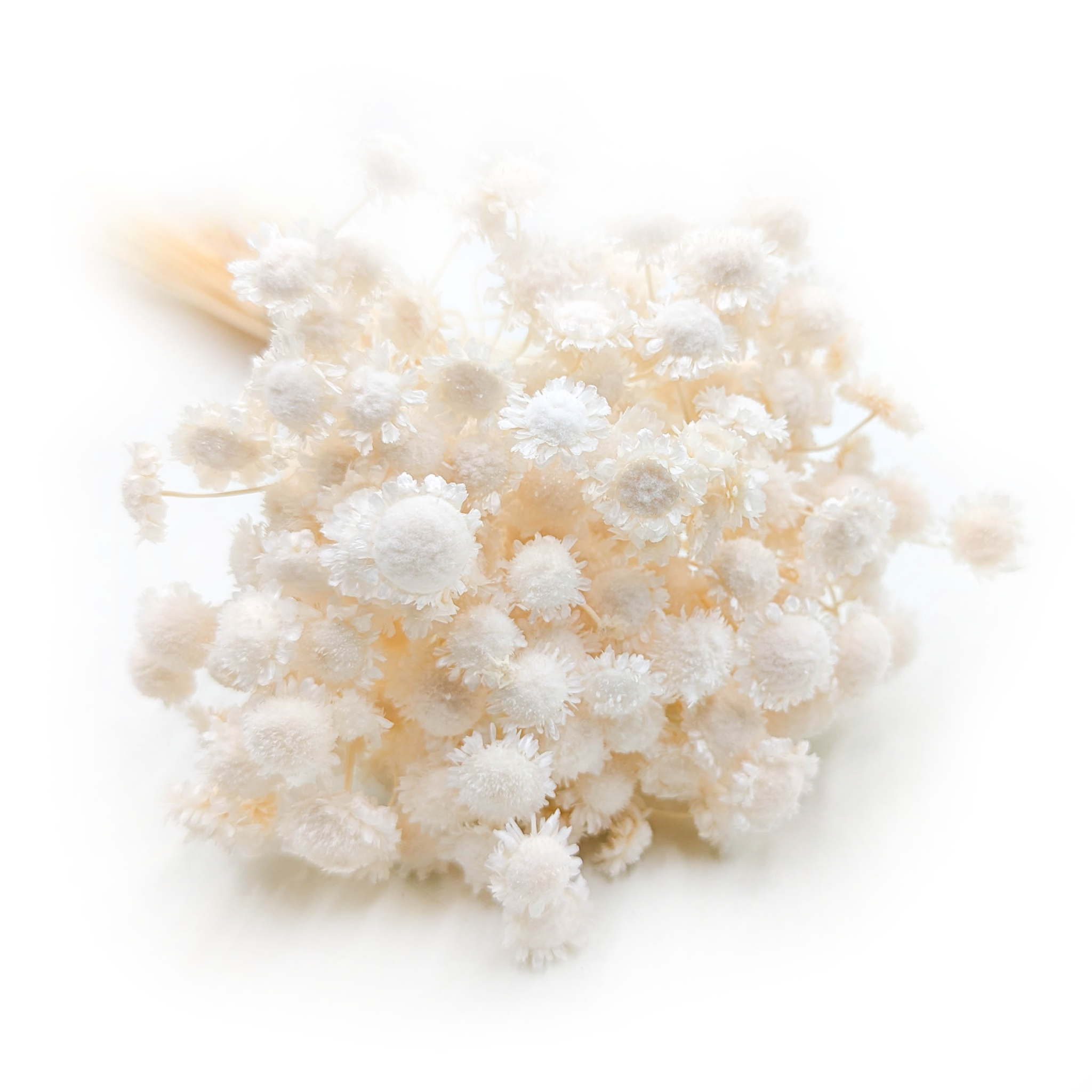 Glixia Suszona BIG - (Comanthera, Gliksja) - Bielona