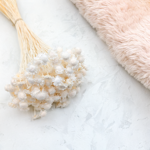 Glixia comanthera big bielona 6.png