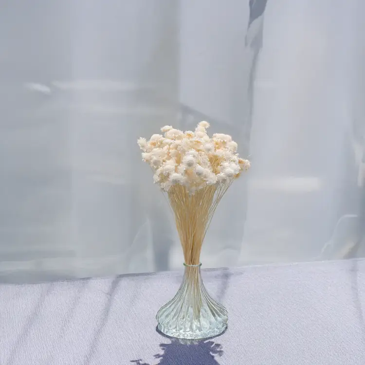 Glixia comanthera big bielona 3.png