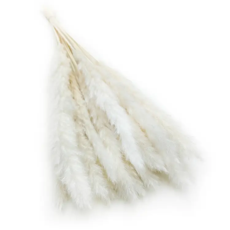 Mini Pampas Bielony 3.png