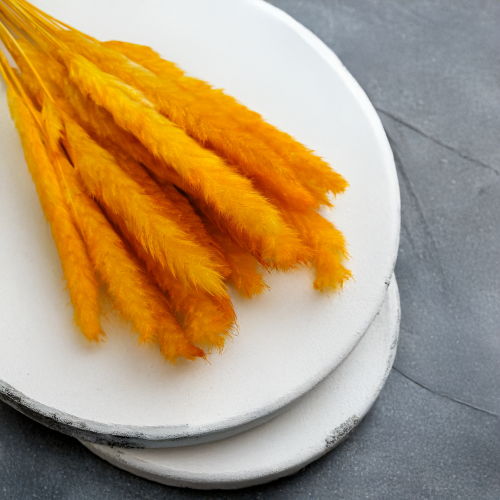 Mini pampas Pomarańczowy.png