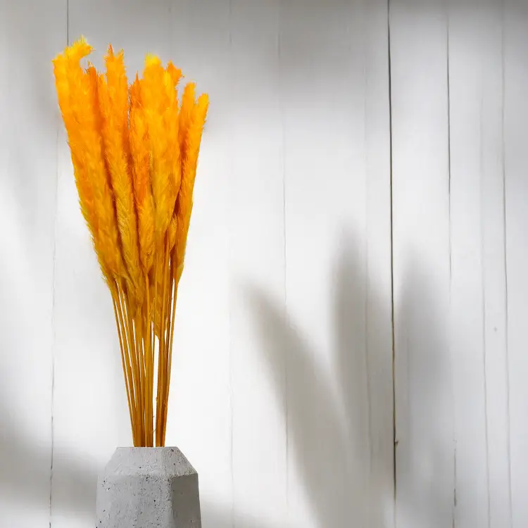 Mini pampas Pomarańczowy 4.png