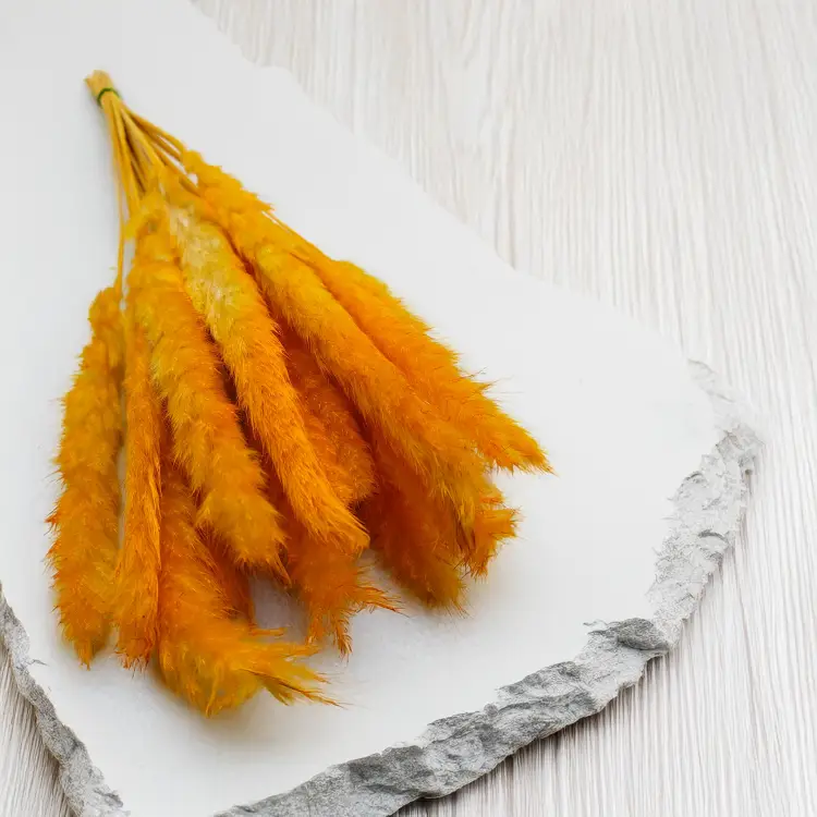 Mini pampas Pomarańczowy 3.png