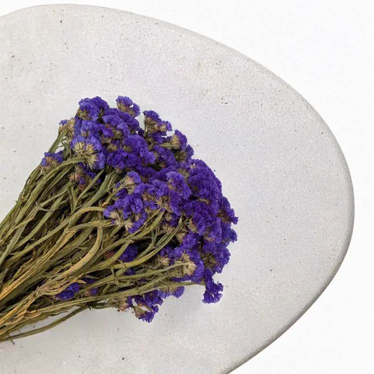 Zatrwian Fioletowy Suszony 3.png