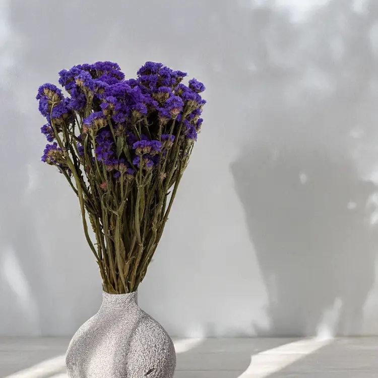 Zatrwian Fioletowy Suszony 2.png