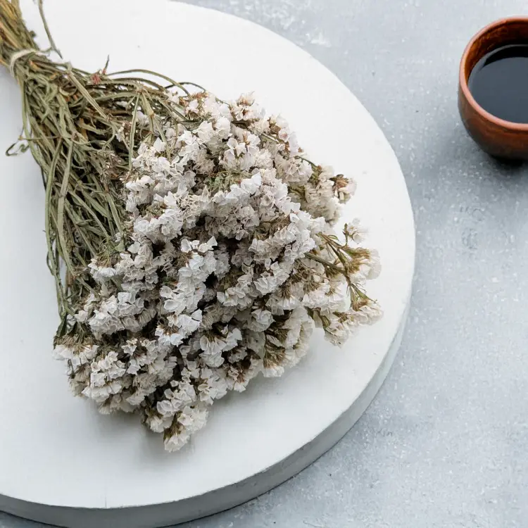 Zatrwian Biały suszony 5.png