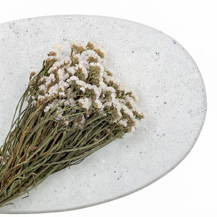 Zatrwian Biały suszony 3.png