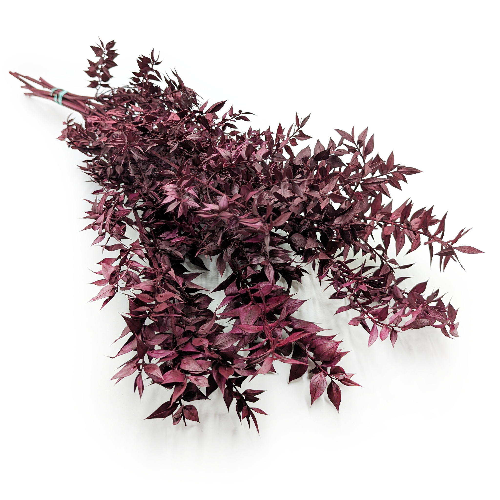 Ruskus stabilizowany - (Ruscus) - Wiśniowy