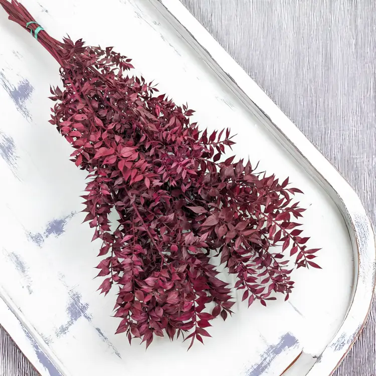 Ruskus stabilizowany Wiśniowy 1.png