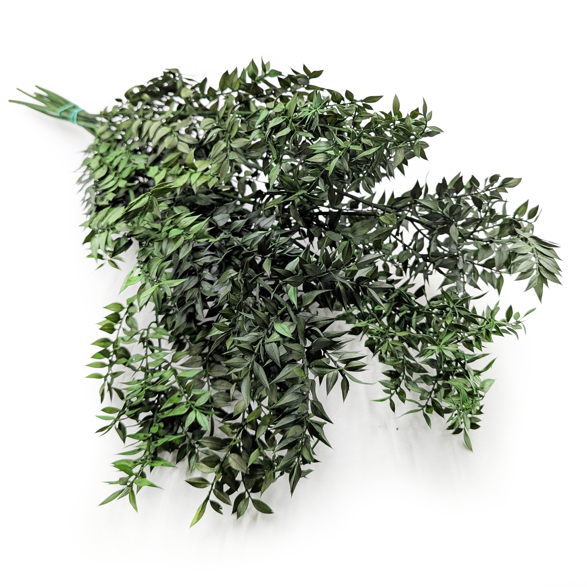 Ruskus stabilizowany - (Ruscus) - Zielony