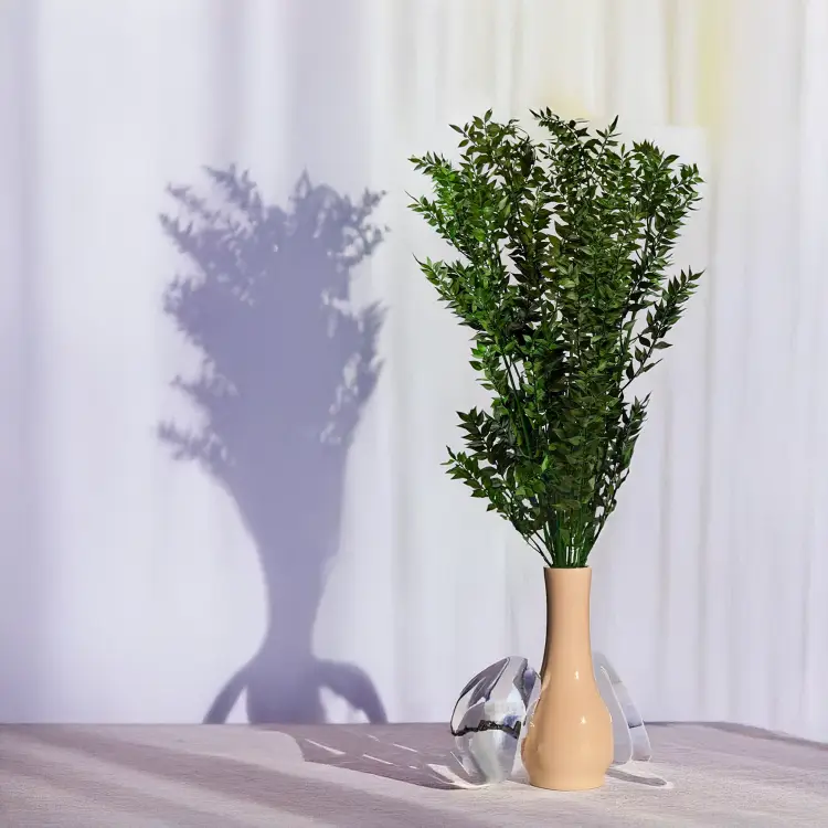 Ruskus stabilizowany Zielony 4.png