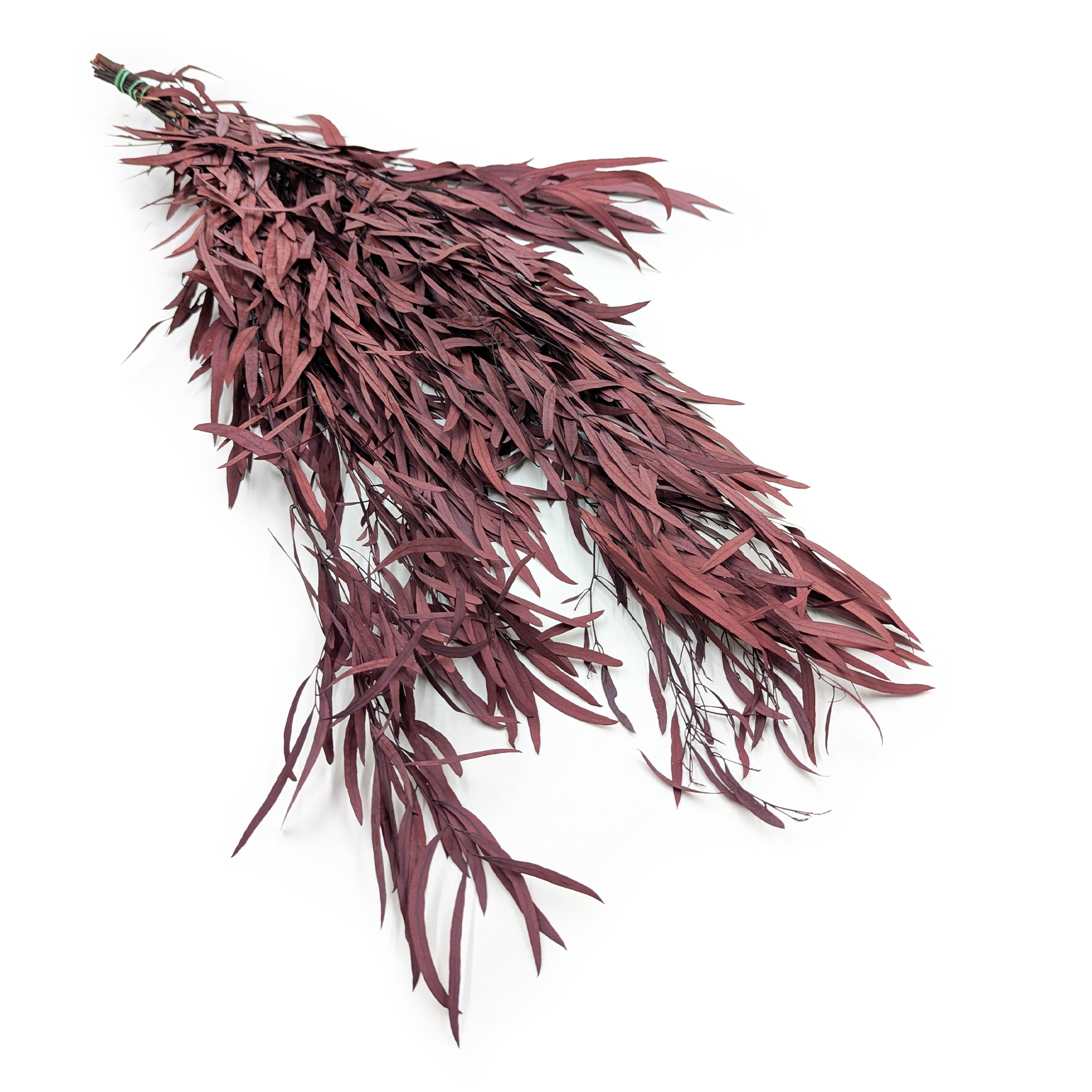 Eukaliptus Stabilizowany - Nicoly - Czerwony