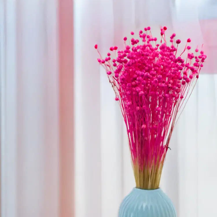 Len Suszony Fuksja.png