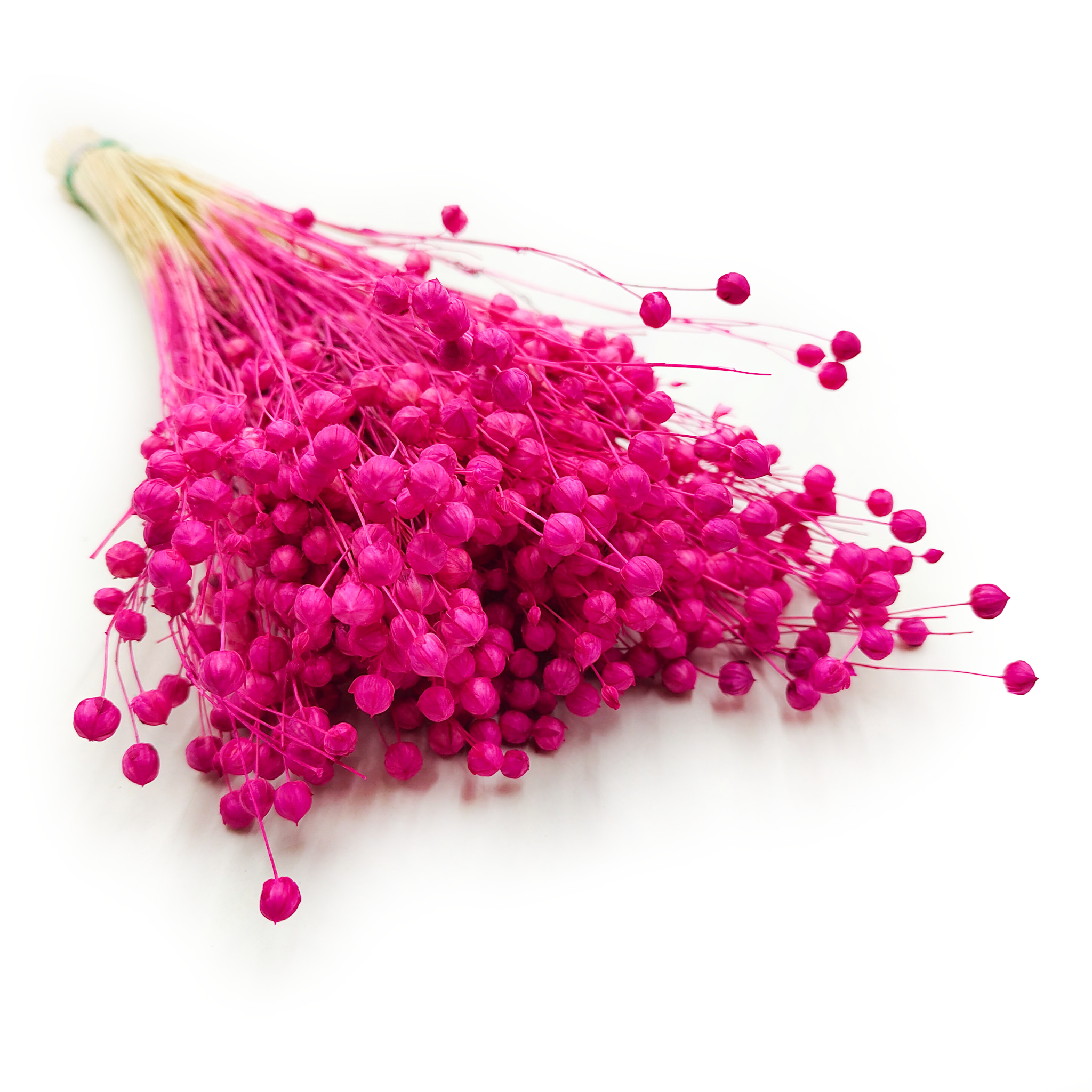 Len Suszony - Fuksja