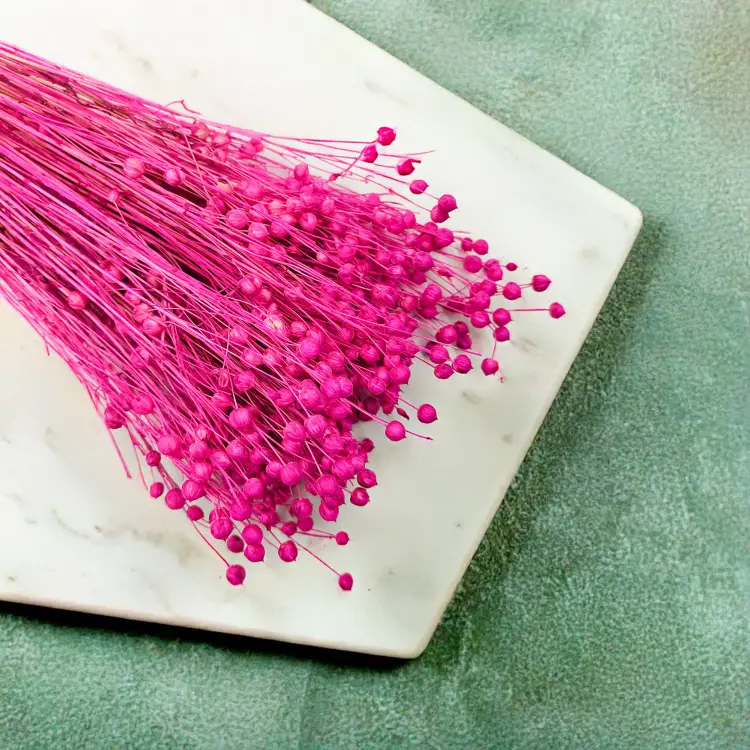 Len Suszony Fuksja 4.png