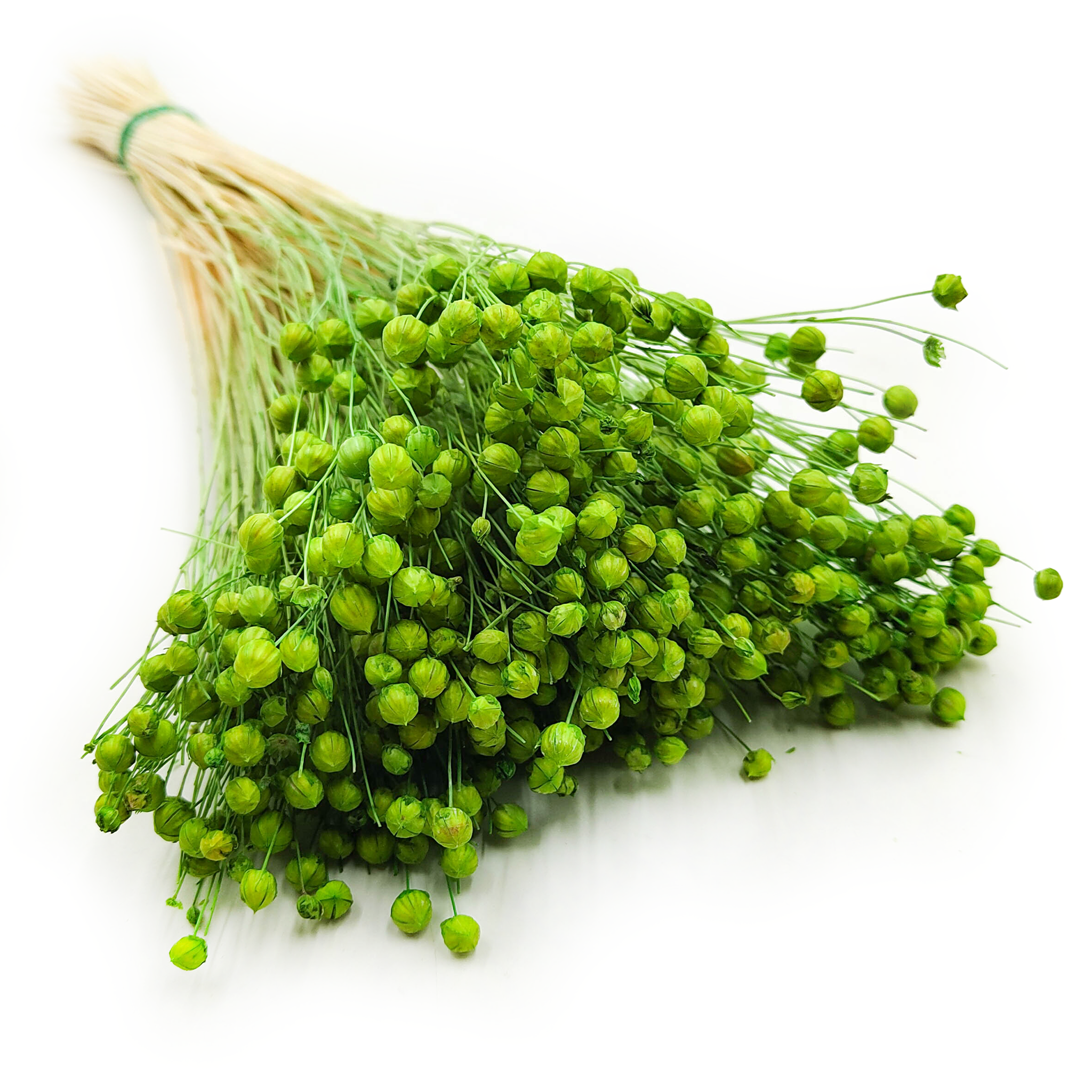 Len Suszony - Zielony