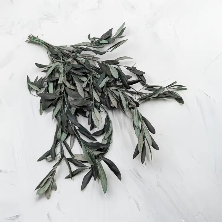 Oliwka srebrzysta Zielona.png