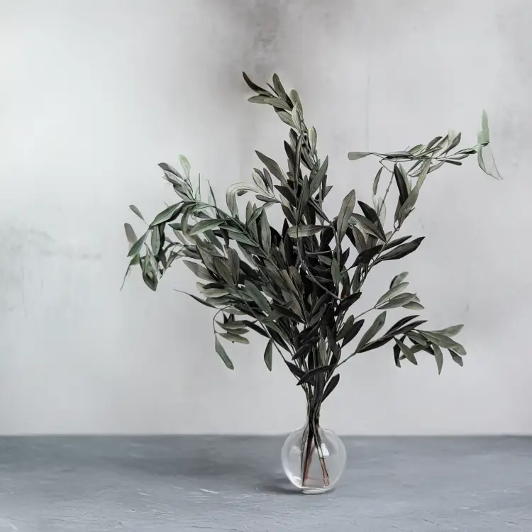 Oliwka srebrzysta Zielona 3.png