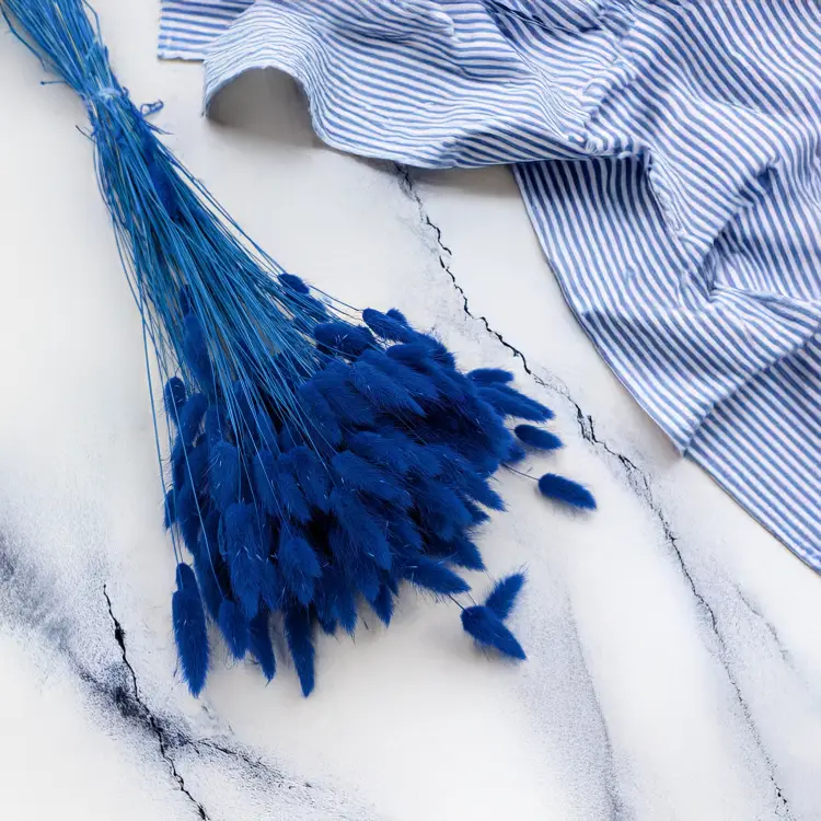 Lagurus granatowy 1.png