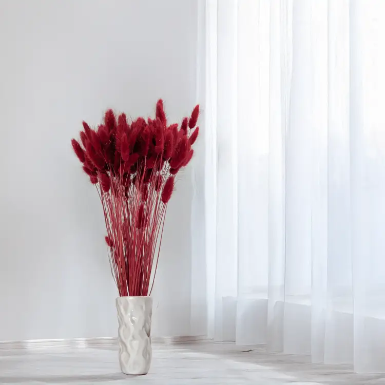 Lagurus bordowy 3.png