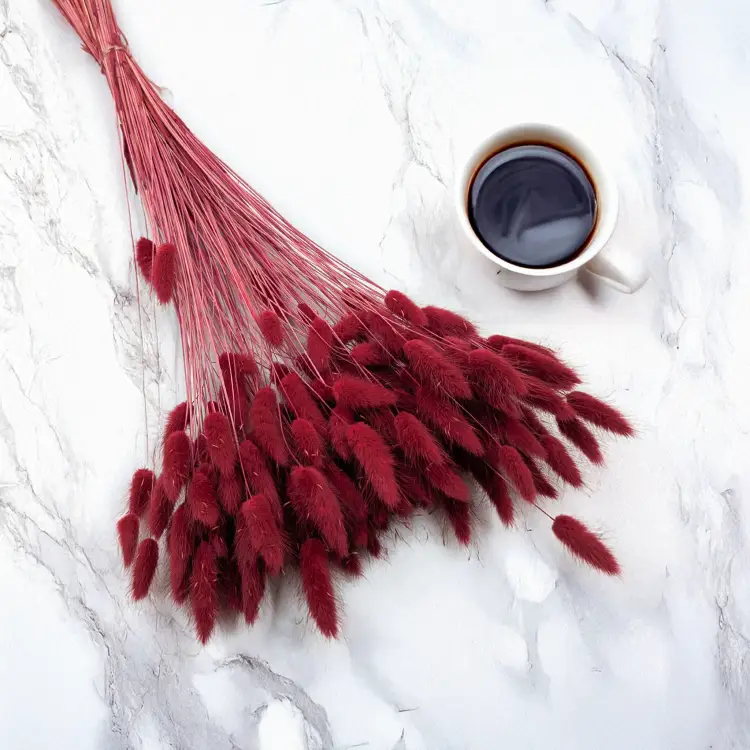 Lagurus bordowy 1.png